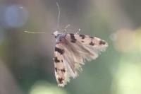 Pseudotelphusa scalella