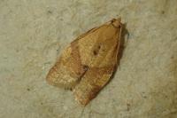 Clepsis consimilana