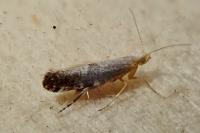 Argyresthia spinosella