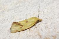 Agapeta hamana