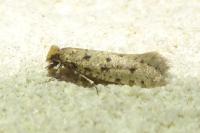 Ateliotum petrinella