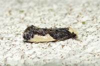 Monopis monachella