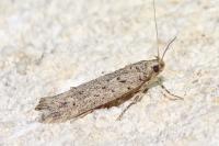 Scrobipalpa