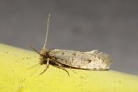 Ateliotum petrinella
