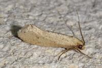 Myrmecozela ataxella