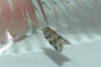 Cnephasia