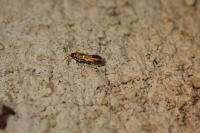 Chrysoesthia drurella