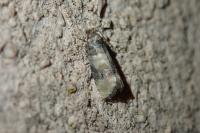Piniphila bifasciana