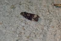 Endothenia