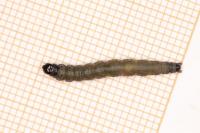 Archips crataegana