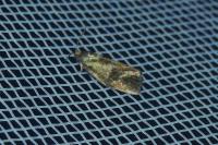 Ptycholoma lecheana