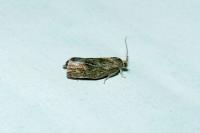 Ptycholoma lecheana