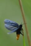 Ethmia chrysopyga