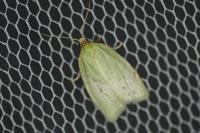 Tortrix viridana