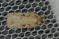 Agonopterix ocellana
