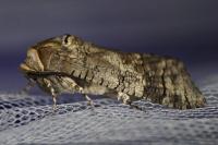 Cossus cossus