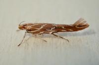 Pyroderces argyrogrammos