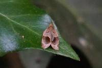Clepsis dumicolana