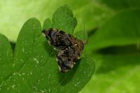 Anthophila fabriciana