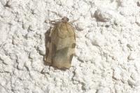 Choristoneura hebenstreitella