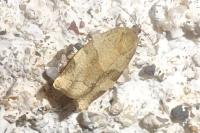 Pandemis cerasana