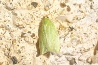 Tortrix viridana