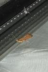 Crassa unitella
