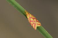 Hypercallia citrinalis