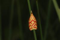 Hypercallia citrinalis