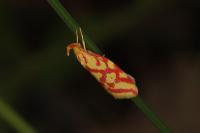 Hypercallia citrinalis