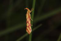 Hypercallia citrinalis