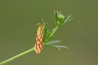 Hypercallia citrinalis