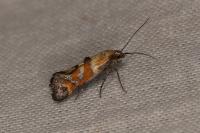 Epermenia pontificella