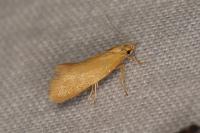 Crassa tinctella