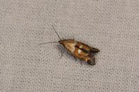 Epermenia pontificella