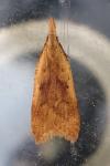 Dichomeris derasella