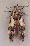 Teleiodes luculella
