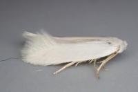 Opostega salaciella