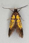Schiffermuelleria schaefferella