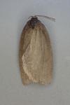 Aphelia viburnana