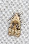 Altenia scriptella
