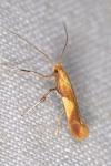 Caloptilia robustella
