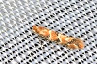 Phyllonorycter trifasciella