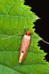 Tinea semifulvella