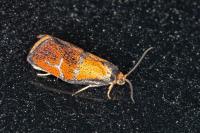 Ptycholoma lecheana