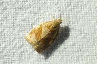Archips rosana
