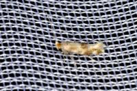 Bucculatrix ulmella