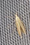 Coleophora