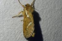 Korscheltellus lupulinus