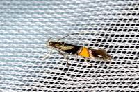 Cosmopterix orichalcea